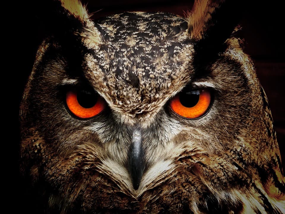 Google's "Project Owl"