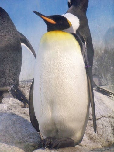 google-update-for-penguin